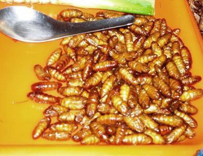 Самые необычные блюда из насекомых